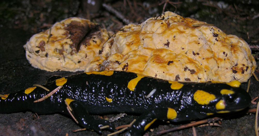 Svuotando l''archivio 2009...parte1